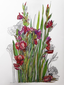 Bean-RedBotanical-cdm-1