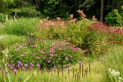 In late July, many flowers were at their peak of bloom.