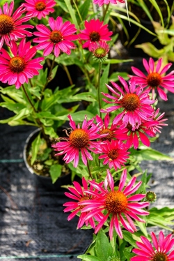 Flowers adorn the walkways and outposts as well.