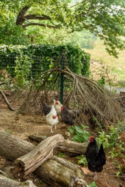 Chickens seemed quite happy with their habitat.