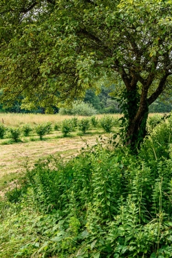Fields, shrubs and trees, all in good array.