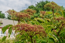 Elderberry blossoms heading up for late summer.
