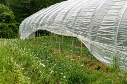 East of Eden Flower Farm had masses of peonies, already gone by,