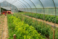 Greenhouses full of annual flowers ready for her farmstand and m