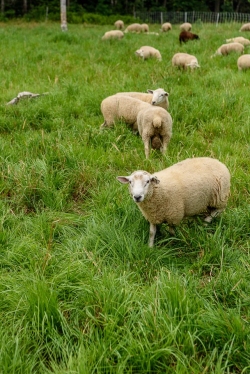Apple Creek Farm is a huge operation with sheep, cows, chickens