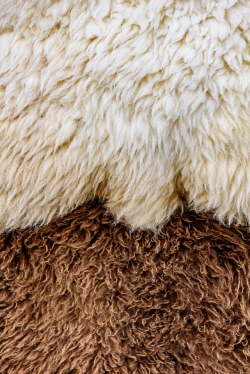 Two warm and wooly sheepskins on view.