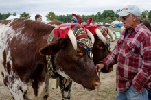 strong yet gentle oxen