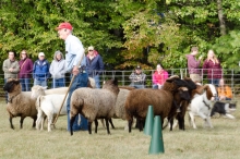 sheepdogs round up the sheep