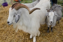 cashmere goat with kid