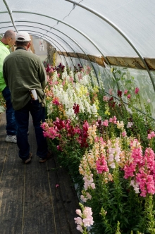 snapdragons in September