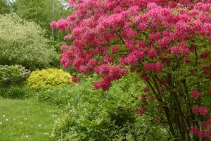 Colorful flowering tree from Kimberly's garden.