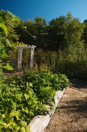 Vegetable gardens at Fiber College.