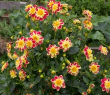 Amity Fibers dahlias. Amity Fibers dahlias.
