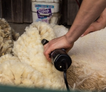 White ram lamb looses his first fleece. White ram lamb looses his first fleece.