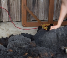 Beautiful black ram lamb is next. Beautiful black ram lamb is next.