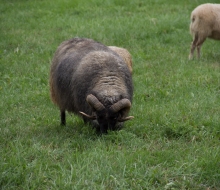 Compass Rose sheep.