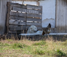 There were more chickens than sheep. There were more chickens than sheep.