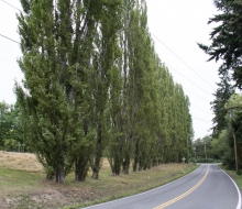 Tree lined road. Tree lined road.