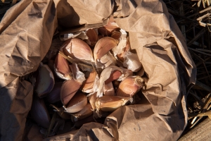 Cloves Ready