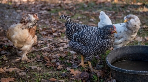 Pullets