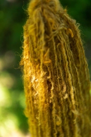 ChristineMacchi_HatchtownDyeDay-25