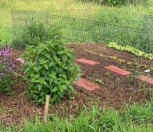my garden is started