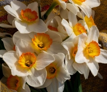 Making bouquets