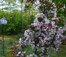 Crabapple Tree