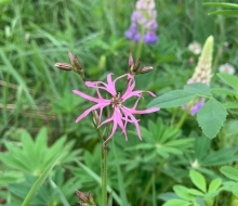 More flowers