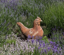 Lavender-2856 Lavender-2856
