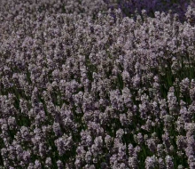 Lavender-web-smaller-2836 Lavender-web-smaller-2836