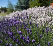 Lavender-web-smaller-2837 Lavender-web-smaller-2837