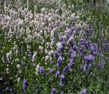 Lavender-web-smaller-2838 Lavender-web-smaller-2838