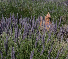 Lavender-web-smaller-2858 Lavender-web-smaller-2858