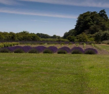Lavender-web-smaller-2859 Lavender-web-smaller-2859