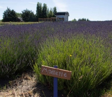 Lavender-web-smaller-2862 Lavender-web-smaller-2862