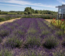 Lavender-web-smaller-2870 Lavender-web-smaller-2870
