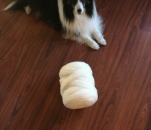 Tippy photobombs a roving shot