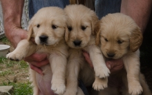 Ah yes, the puppies