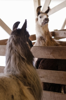 alpacas converse