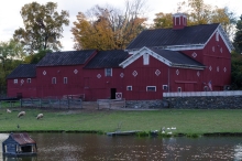 local sheep and barns