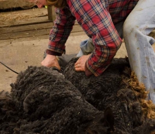Can you find the sheep?