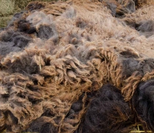 Beautiful colored fleece