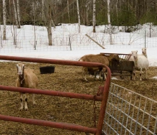 Goats liked the company