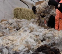 More gorgeous fleece