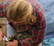 Emily clips while a goat inspects