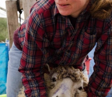 Emily prepares to shear