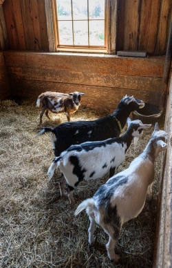Goats on hand!