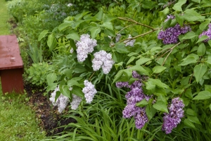 Lilacs were still holding on.