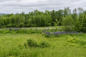 Lupines outside her door.